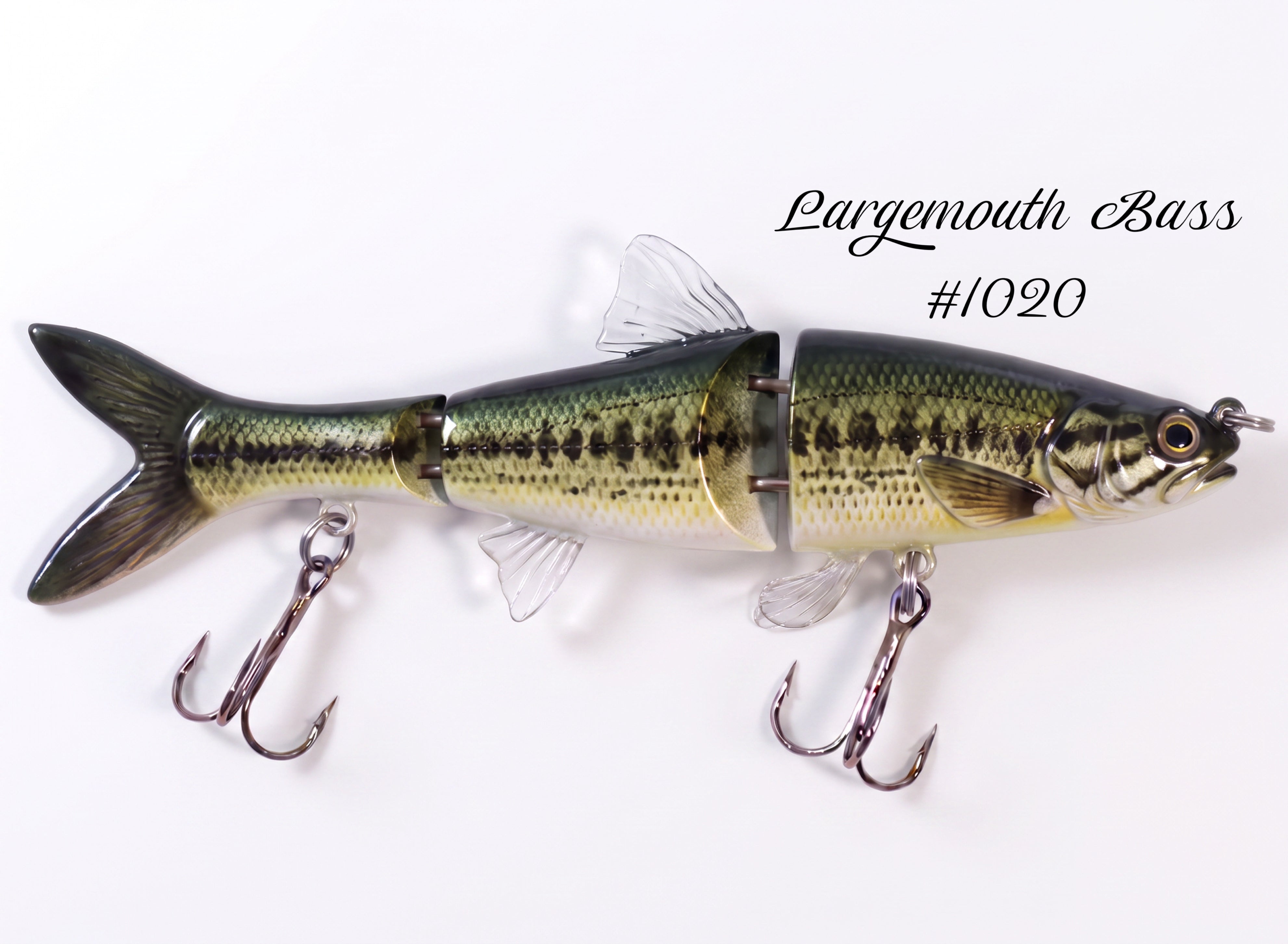 Minnow Family
