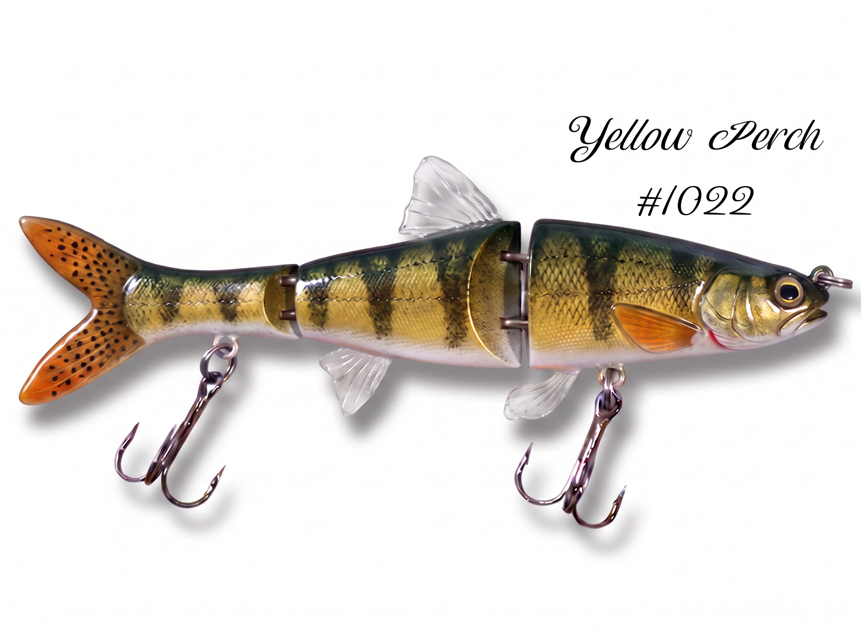 Minnow Family