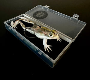 Frog Family
