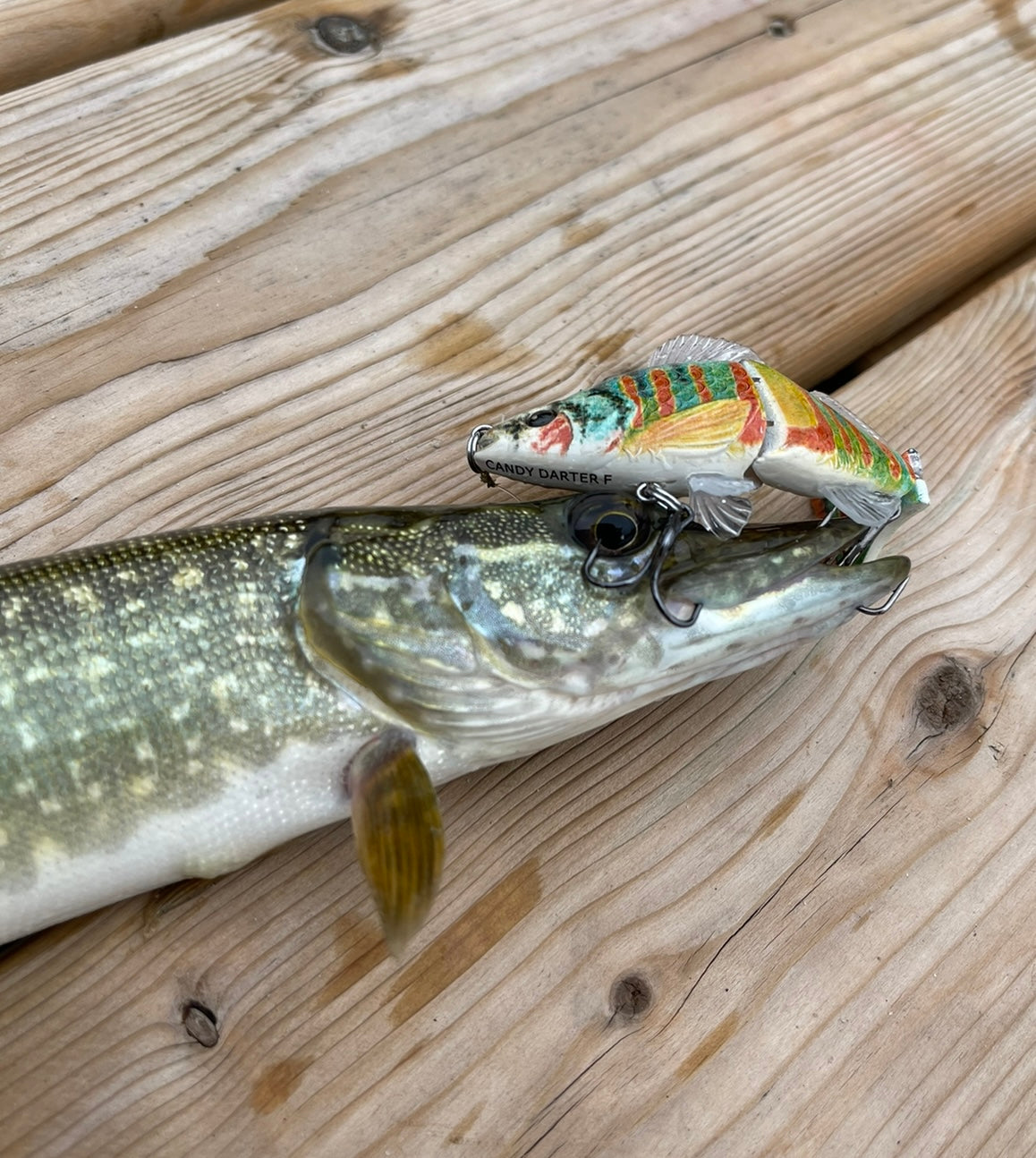 darter wood fishing lure Darter Family Kanawha Darter #402